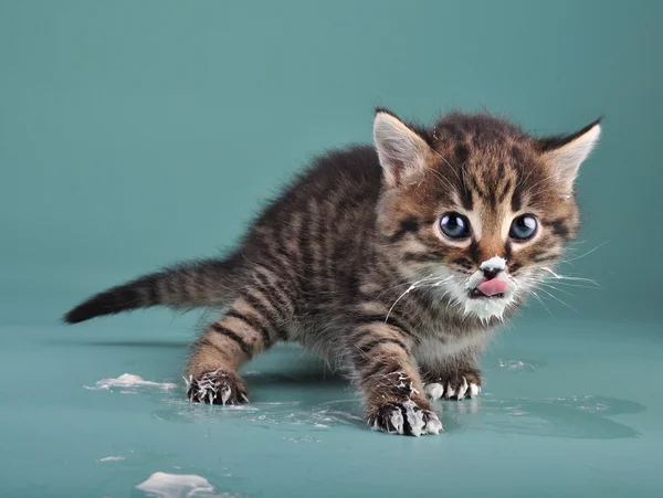 Gatinho pequeno com leite azedo sobre o rosto e patas — Fotografia de Stock