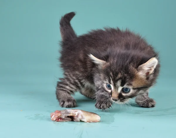 Kleine Kätzchen erschreckt und spielt mit Fischen — Stockfoto