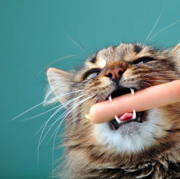 Close-up retrato de um gato com salsicha frankfurter em sua boca — Fotografia de Stock