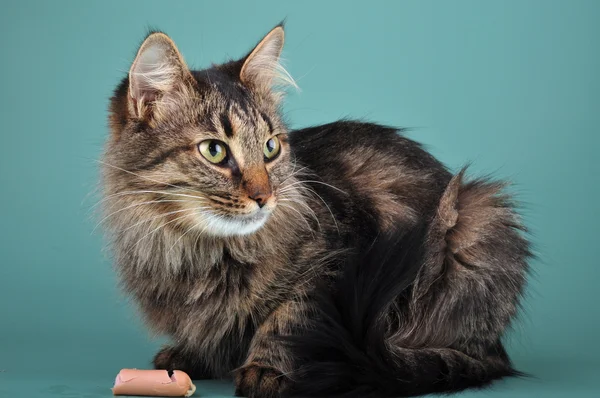 Dorosły kot zjada kiełbasy franfurter — Zdjęcie stockowe