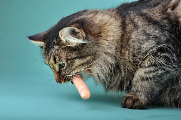 Erwachsene Katze frisst eine Franfurter Wurst — Stockfoto