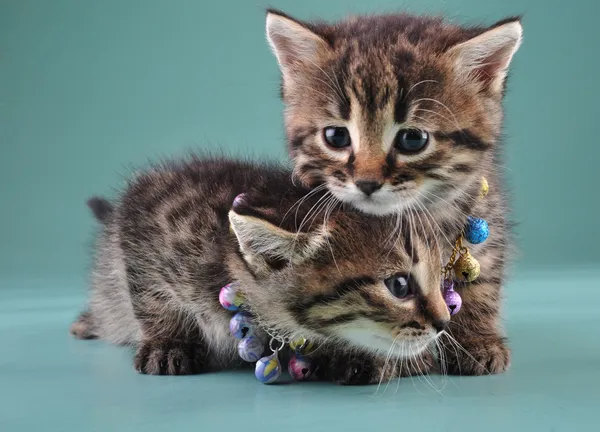 Little kittens with small metal jingle bells beads — Stock Photo, Image