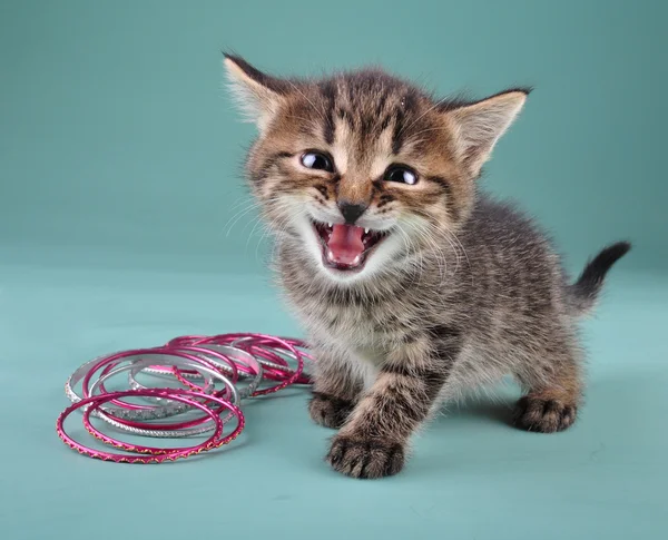 Studioporträt eines kleinen Kätzchens mit indischen Armbändern — Stockfoto