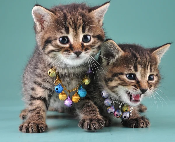 Gatitos con pequeñas campanas de metal jingle perlas — Foto de Stock