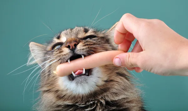 Enfant nourrir un chat avec une saucisse frankfurter — Photo