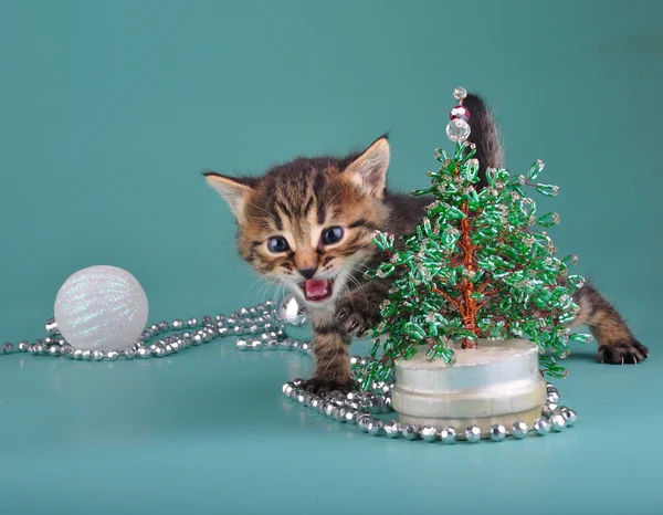 Kitten against Christmas tree — Stock Photo, Image