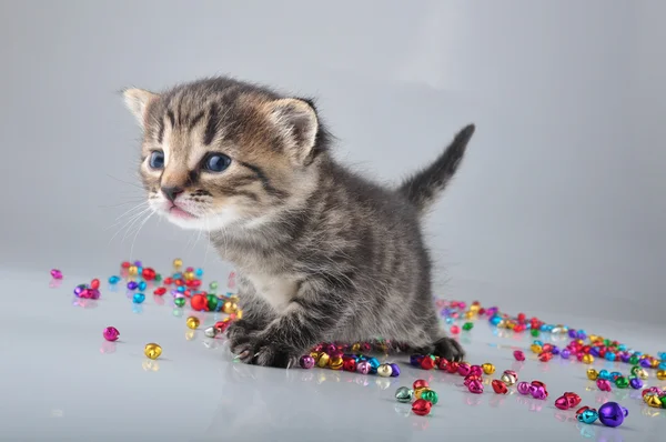 Petit chaton avec petites perles de cloches en métal jingle — Photo