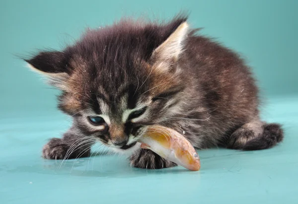 Ένα μικρό γατάκι τρώει ένα ψάρι — Φωτογραφία Αρχείου