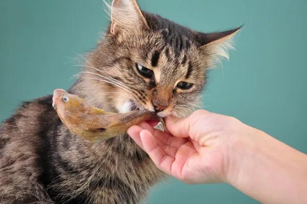 Criança alimentando um gato com um peixe — Fotografia de Stock