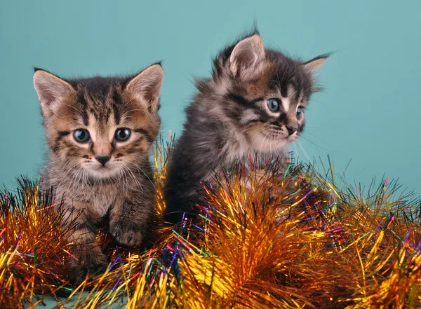 Portrait de Noël de petits chatons — Photo