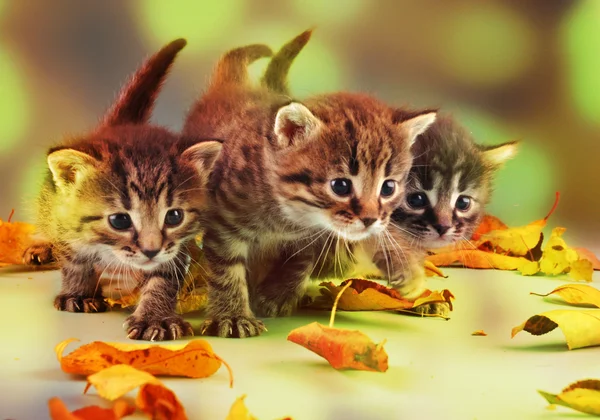 Gruppo di piccoli gattini in foglie di autunno — Foto Stock