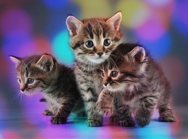 Group of cute little kittens — Stock Photo, Image