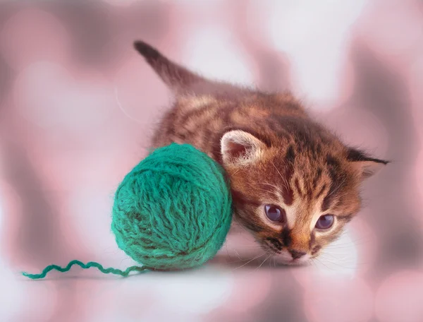 Kleines Kätzchen spielt mit einem Ball — Stockfoto