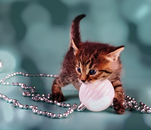 Lindo gatito con blanco bola de Navidad — Foto de Stock