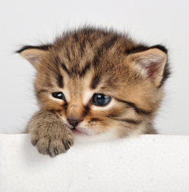 küçük yavru kedi