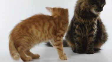 oynama ve mücadele genç sevimli kediler