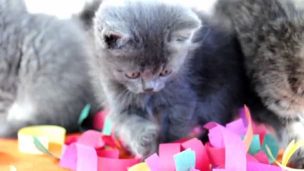 Gruppe von kleinen Kätzchen Katzen spielen zusammen — Stockvideo