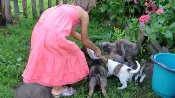 kleines Mädchen füttert Kätzchen und Welpen