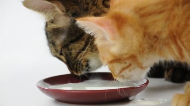 Zwei Katzen lecken Milch aus derselben Schüssel — Stockvideo