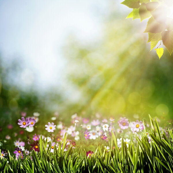 Abstract natural backgrounds with beauty flowers