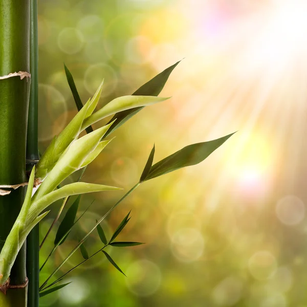 Oryantal arka bambu yeşillik ile — Stok fotoğraf