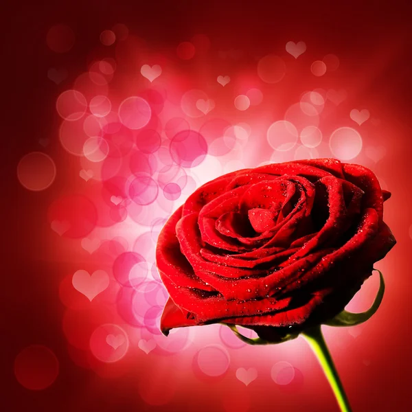 Abstraktní fialové pozadí s červeným růže abd krásy bokeh — Stock fotografie