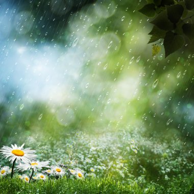 Daisy flowers under the sweet rain, natural backgrounds