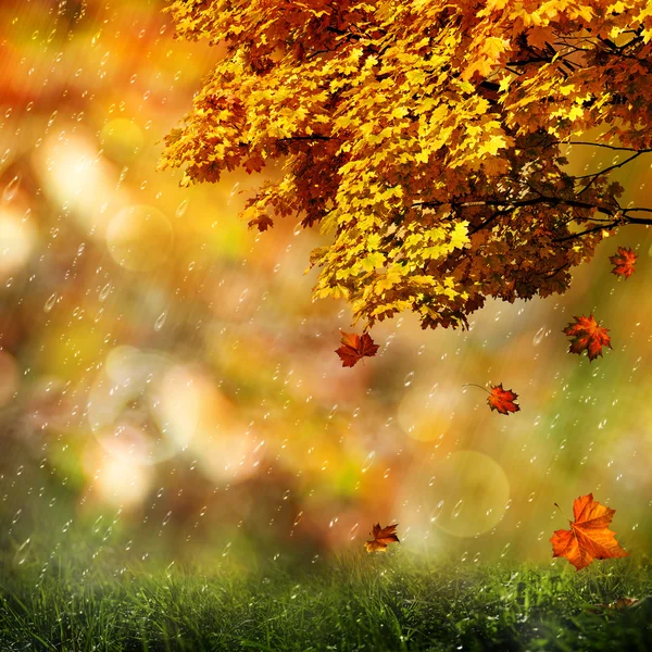 Autumn, abstract natural backgrounds for your design — Stock Photo, Image