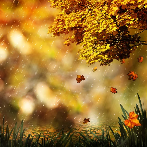 Herfst, abstracte natuurlijke achtergronden voor uw ontwerp — Stockfoto
