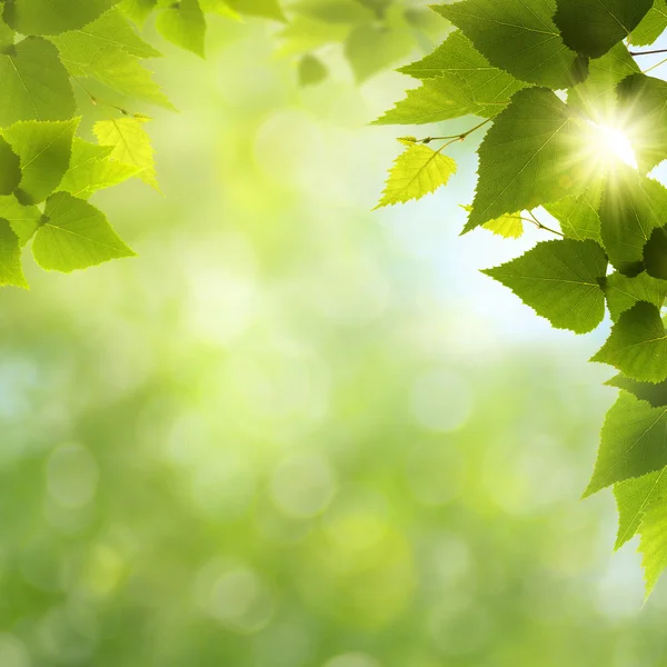 Whats a funny nice day! Abstract natural backgrounds — Stock Photo, Image