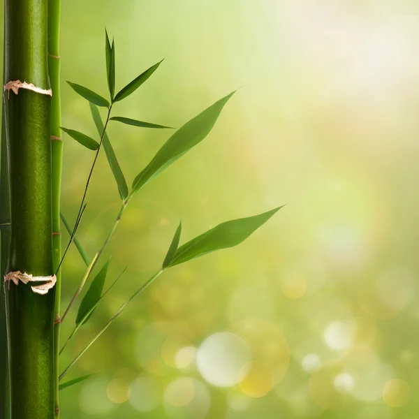 Natural zen backgrounds with bamboo leaves — Stock Photo, Image