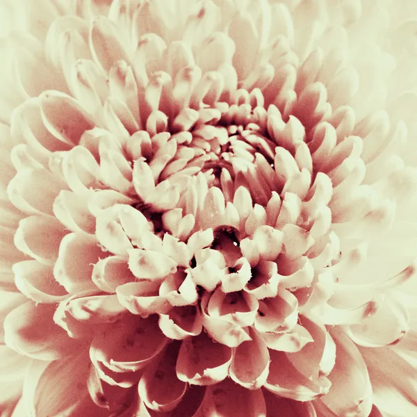 Черно-белый отсканированный крупным планом цветок Далии . — стоковое фото
