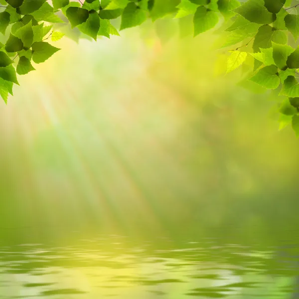 Solig dag på sjön skog, abstrakt naturliga bakgrunder — Stockfoto