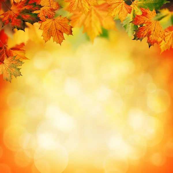 Natural beauty. Autumnal abstract backgrounds for your design — Stock Photo, Image