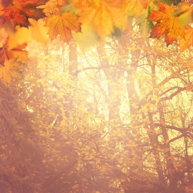 sonbahar arka tasarımınız için