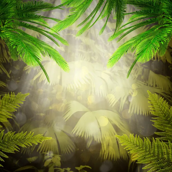 Early morning in the tropical forest.