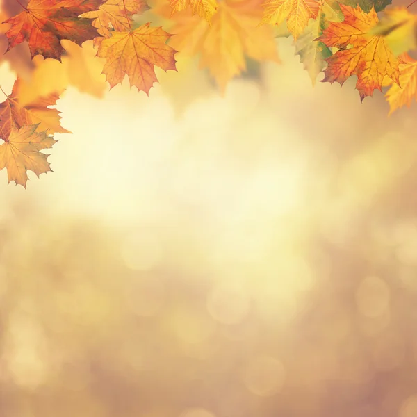 Abstraktní podzimní pozadí pro váš design Stock Fotografie