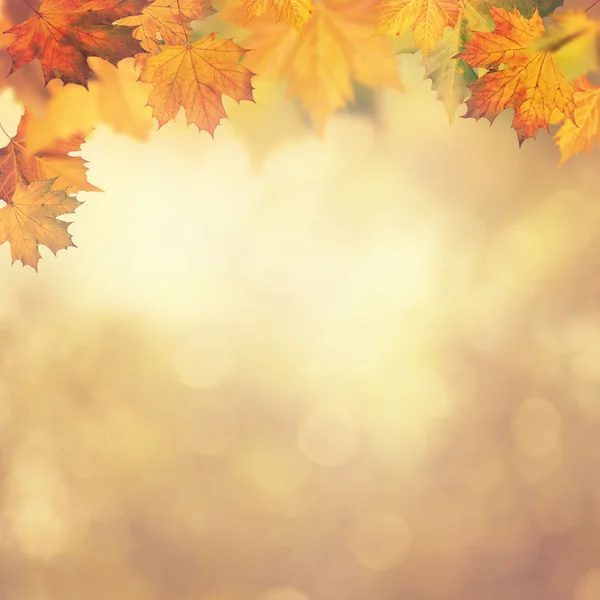 Abstrakte herbstliche Hintergründe für Ihr Design Stockfoto