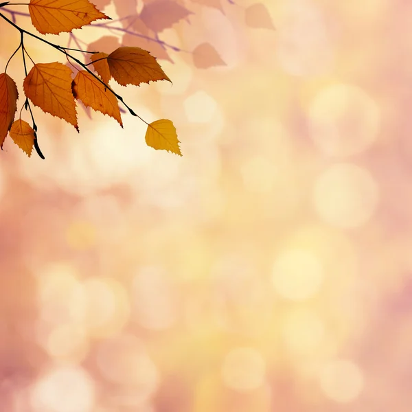 Abstract autumnal backgrounds — Stock Photo, Image