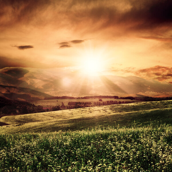 Summer morning on the meadow