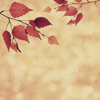 sonbahar arka güzellik bokeh ile