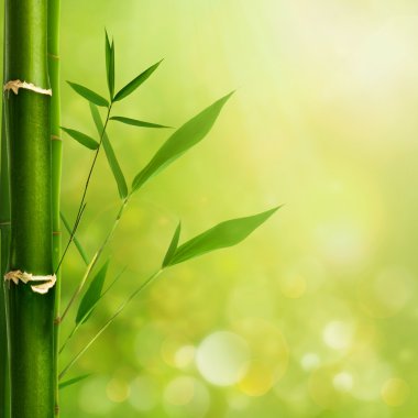 bambu yaprakları ile doğal zen arka planlar