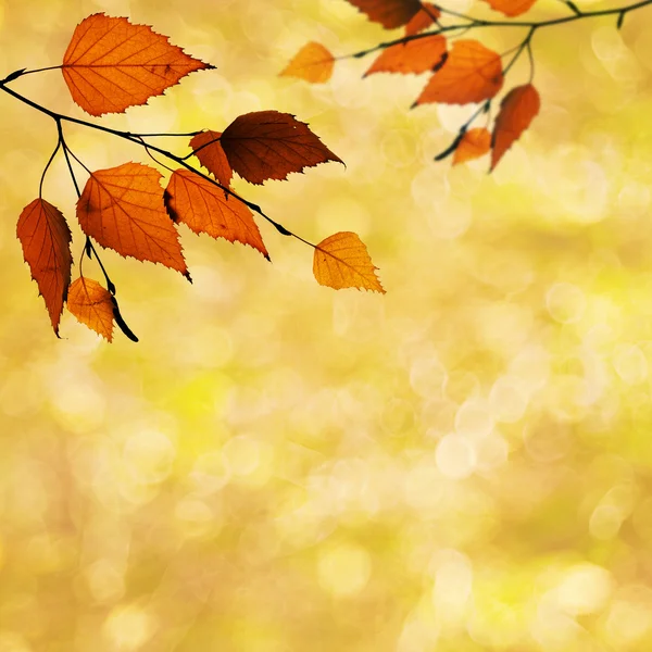 Abstract autumnal backgrounds with beauty bokeh — Stock Photo, Image