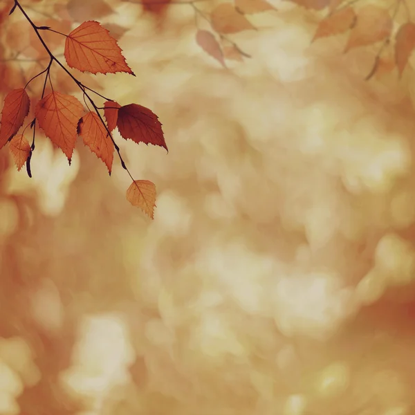 Abstraktní podzimní pozadí s petzval objektiv bokeh — Stock fotografie