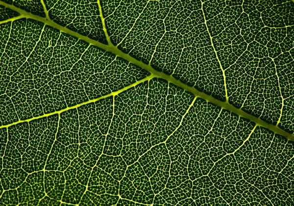 Venas de hojas. Fondos naturales abstractos para su diseño —  Fotos de Stock