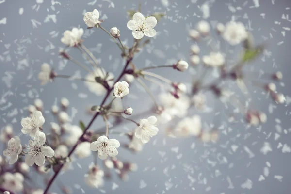 ᐈ Early Spring Backgrounds Stock Images Royalty Free Early Spring Backgrounds Pictures Download On Depositphotos