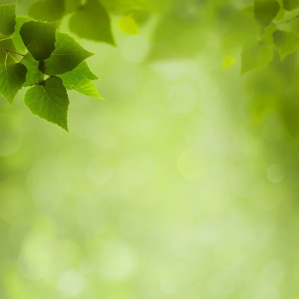 Sommer natürliche Hintergründe für Ihr Design — Stockfoto