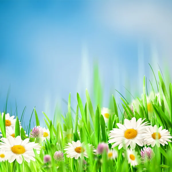 Chamomile harmony. Abstract natural backgrounds for your design — Stock Photo, Image