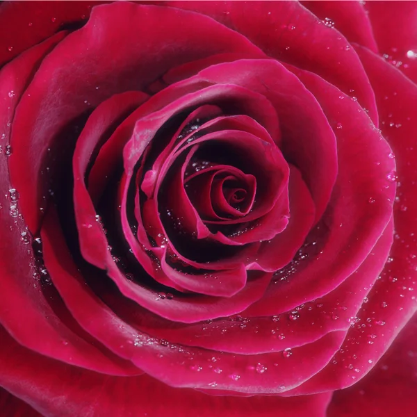 Czerwona róża z kropli wody, zbliżenie Zdjęcie. — Zdjęcie stockowe