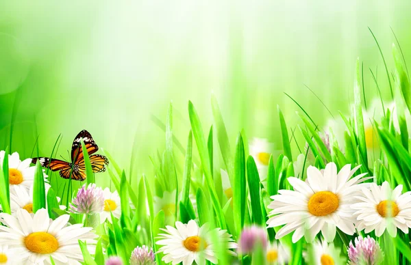 Fundos bela primavera com flores de camomila — Fotografia de Stock